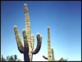 Arizona Florence Blue Mist Motel accommodations near Phoenix Tucson motel catering prisoner's families